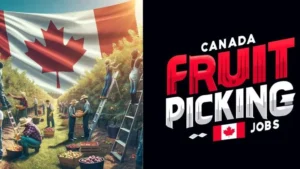 Canada Fruit Picking Jobs for Foreigners 2024